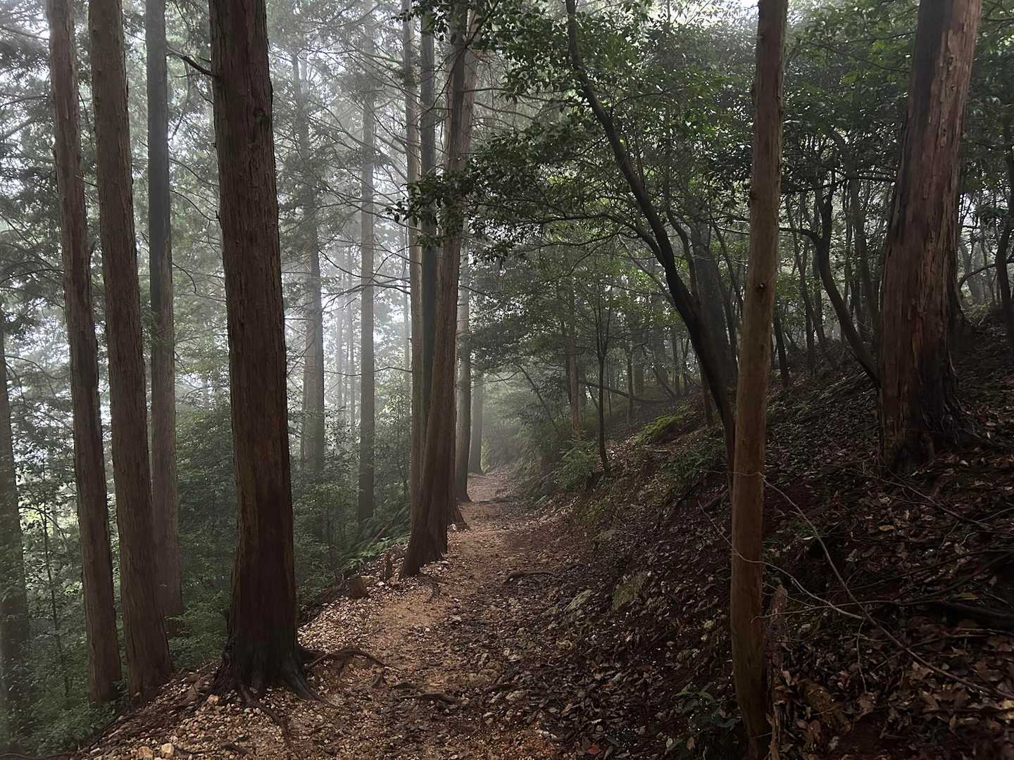 幻想的…