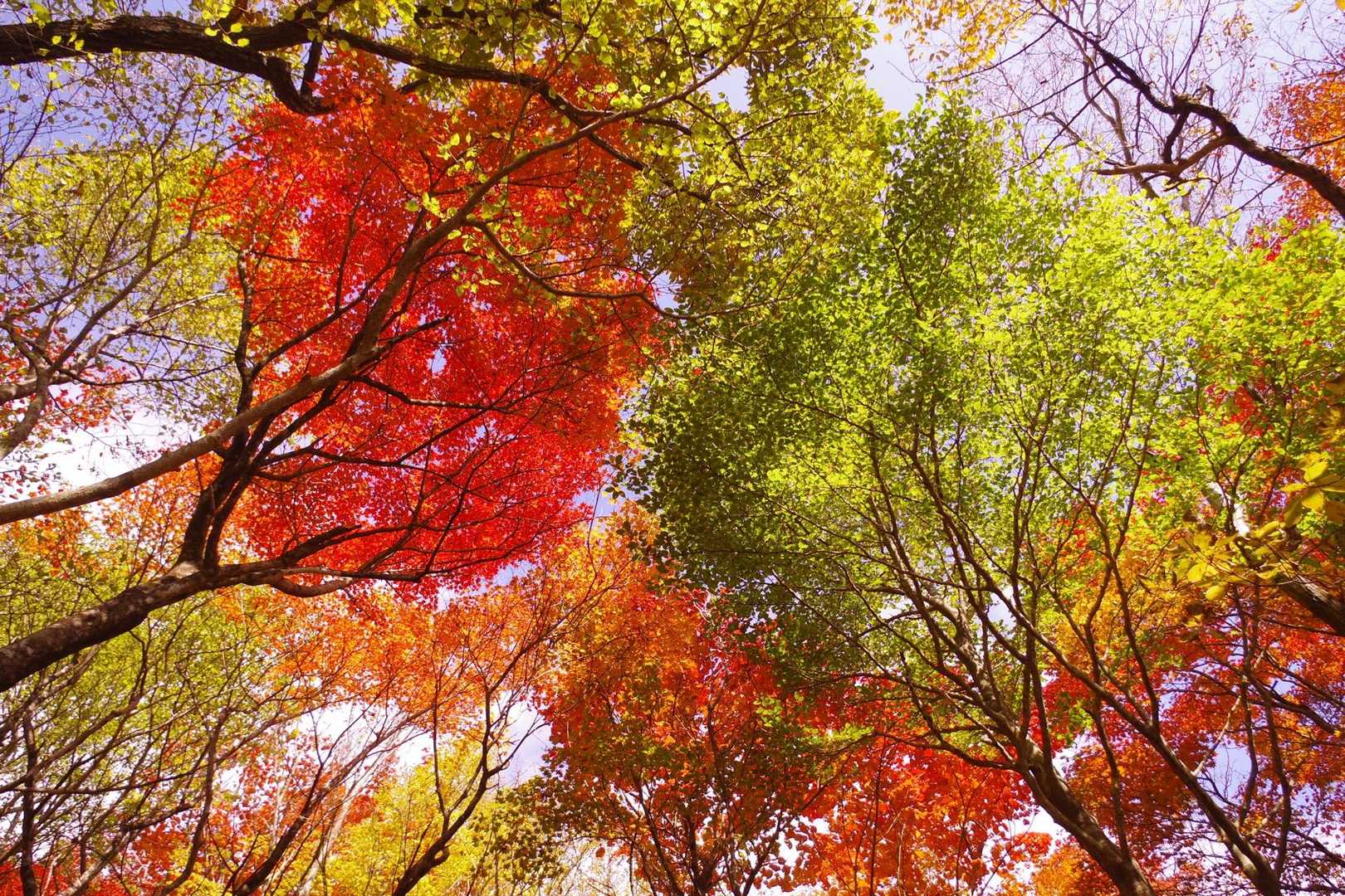 色とりどり🥰