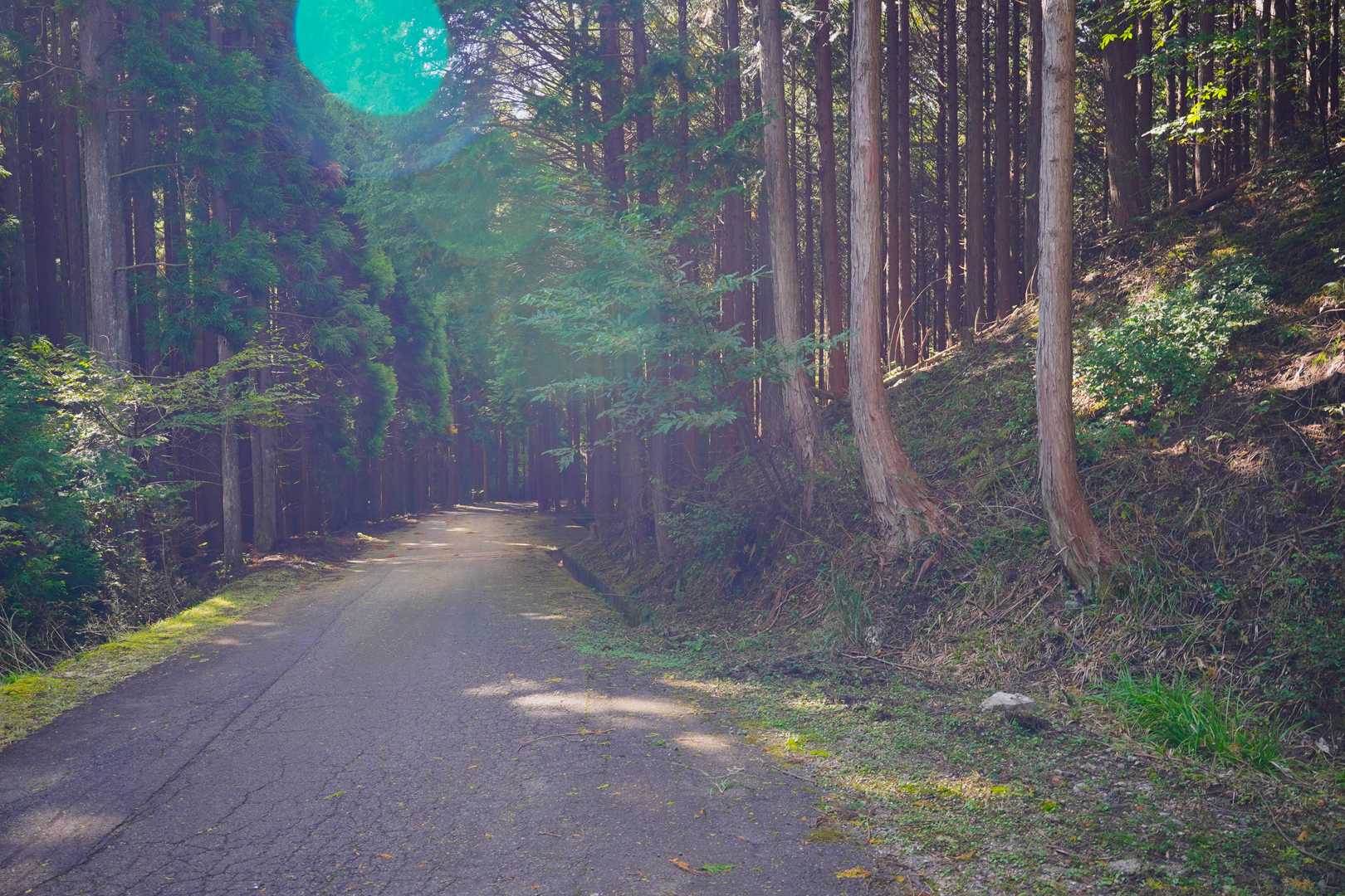舗装路に出てきてホッ😌

熊に出逢わなくで良かった
