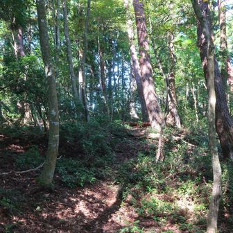 この後、押立山に向かう予定で大峠へ降ります