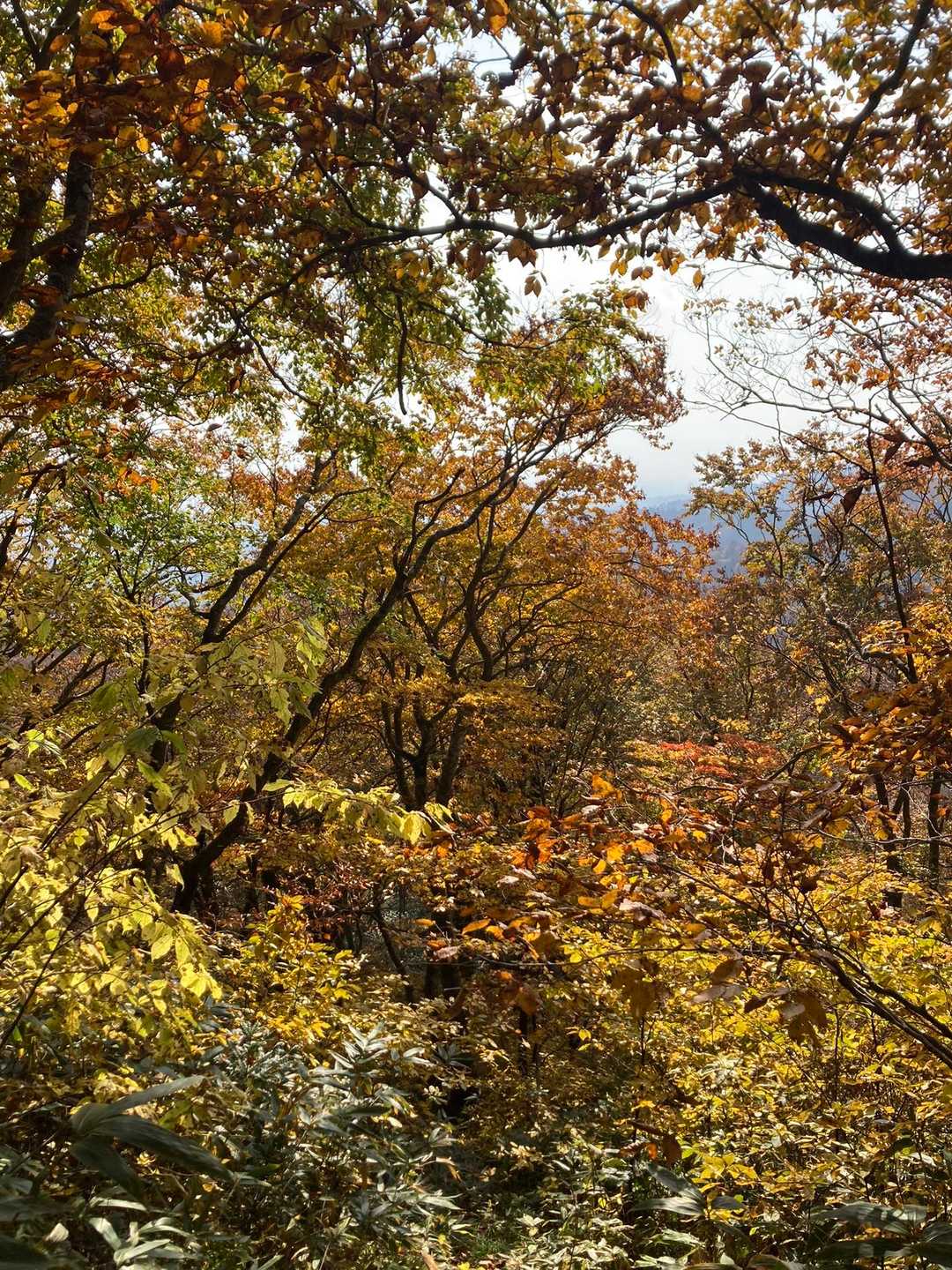 赤倉岳登山口-大倉岳登山口-大倉岳-赤倉岳 周回コースの写真