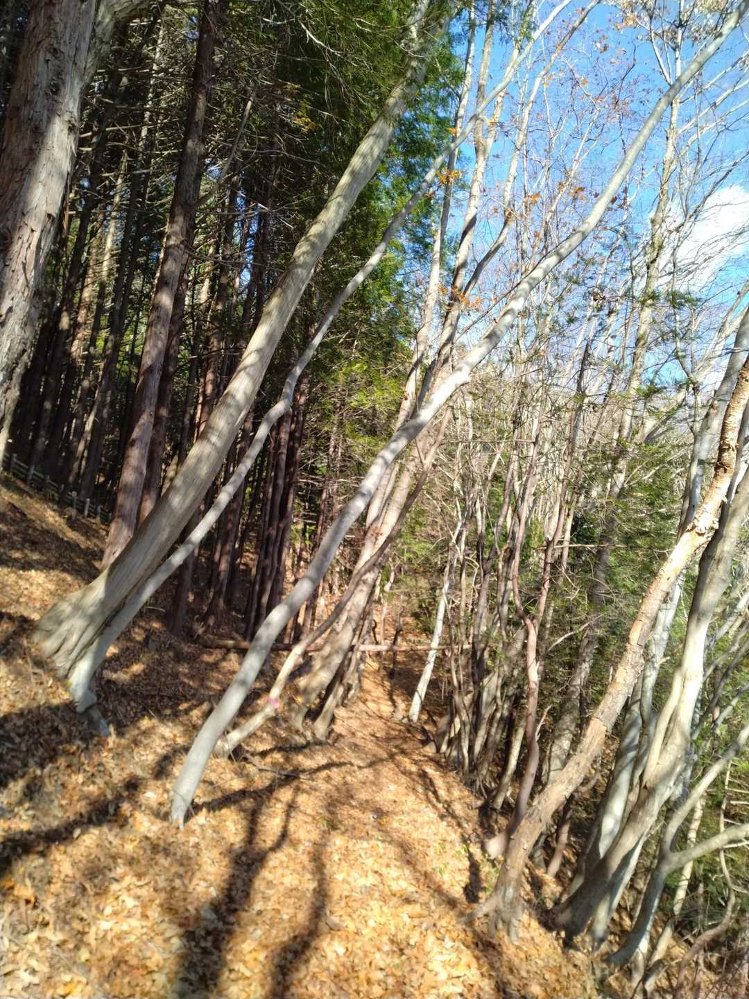 国見山登山口-国見山-山の神 往復コースの写真
