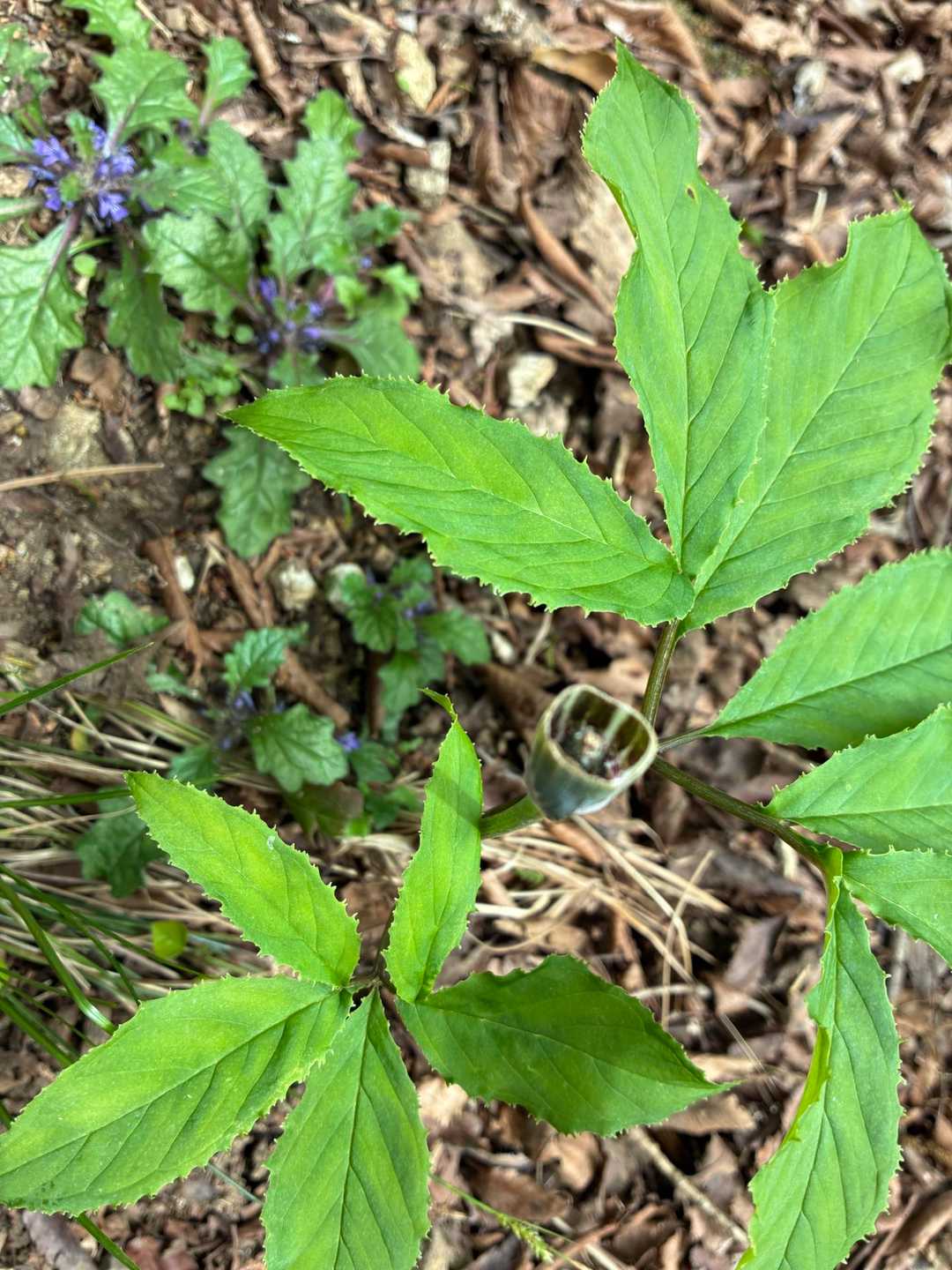 湯呑みにツクシが入ってるような変な植物。
ここまでの序盤でもう既に疲れた。
でも歩き出してみると案外恐怖はなくなる。