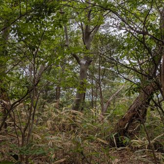 なかみ山。これまで知らずに何度も通過してきた‥