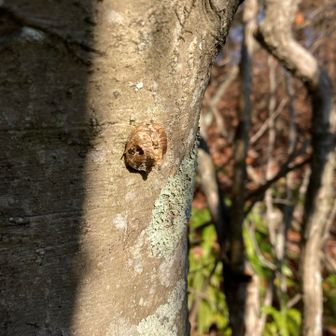 ハラビロカマキリの卵