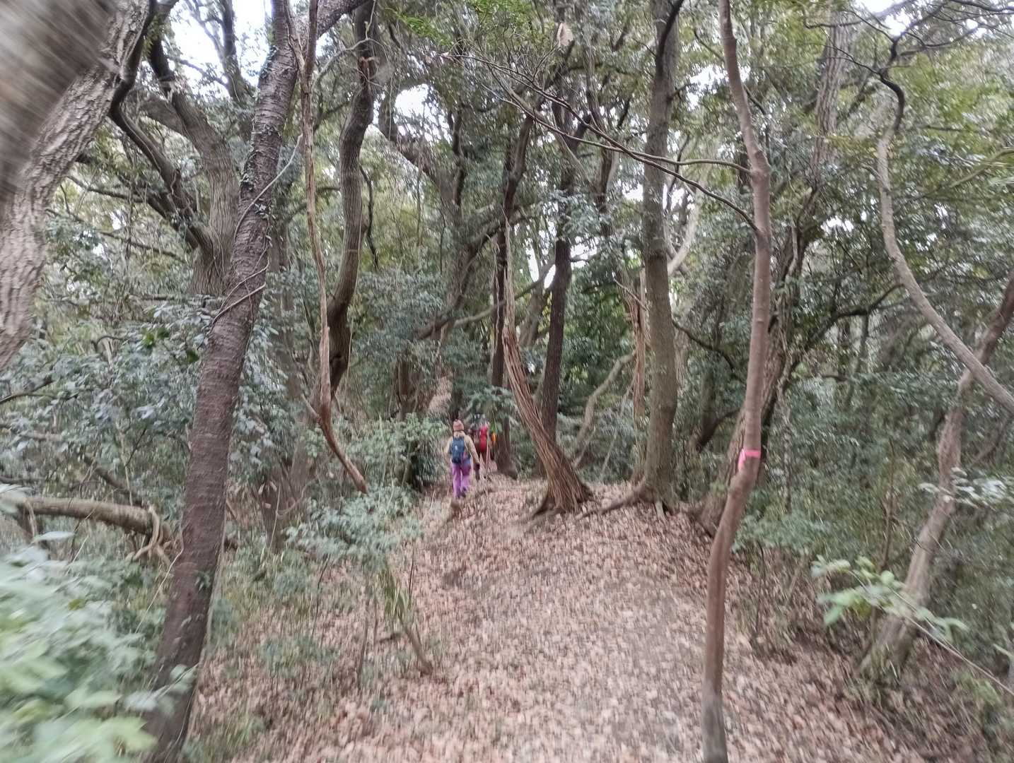 追いつきそうです。

