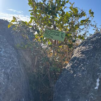 気温4℃。

ロマンスヶ丘に来て一度も行ったことないロマンスヶ丘まで歩いて体を温める。