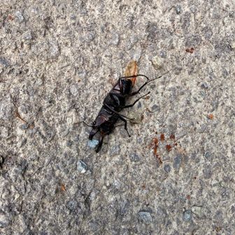 死骸