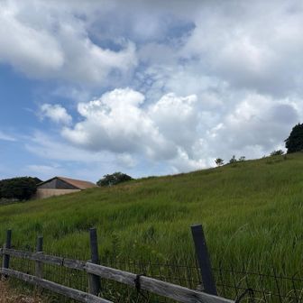 あぐりの丘ができた当初はここに羊が放牧されていて、日本じゃないみたいだった