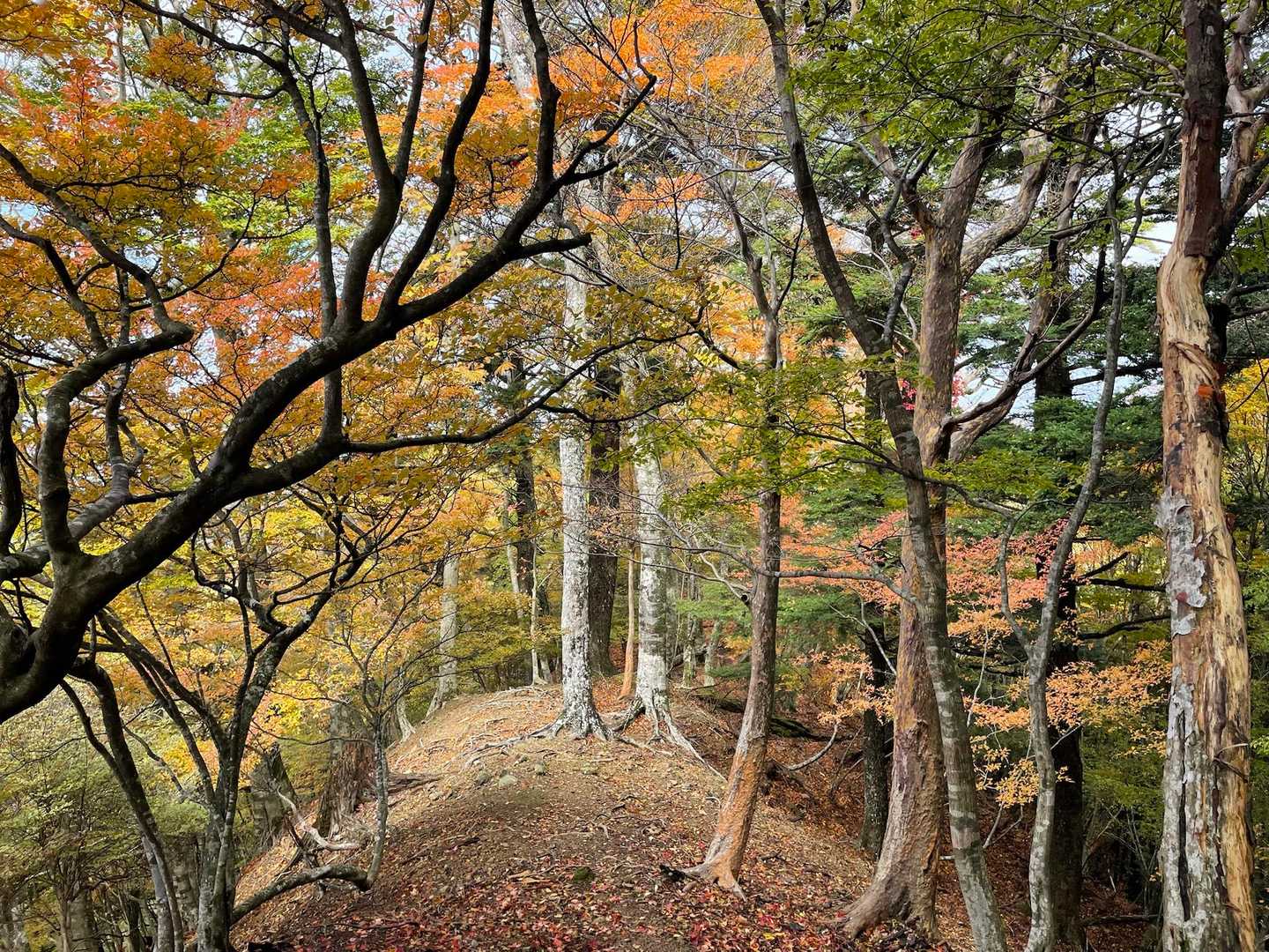 鴨猪新道登山口-天主の舞台-天主山 往復コースの写真