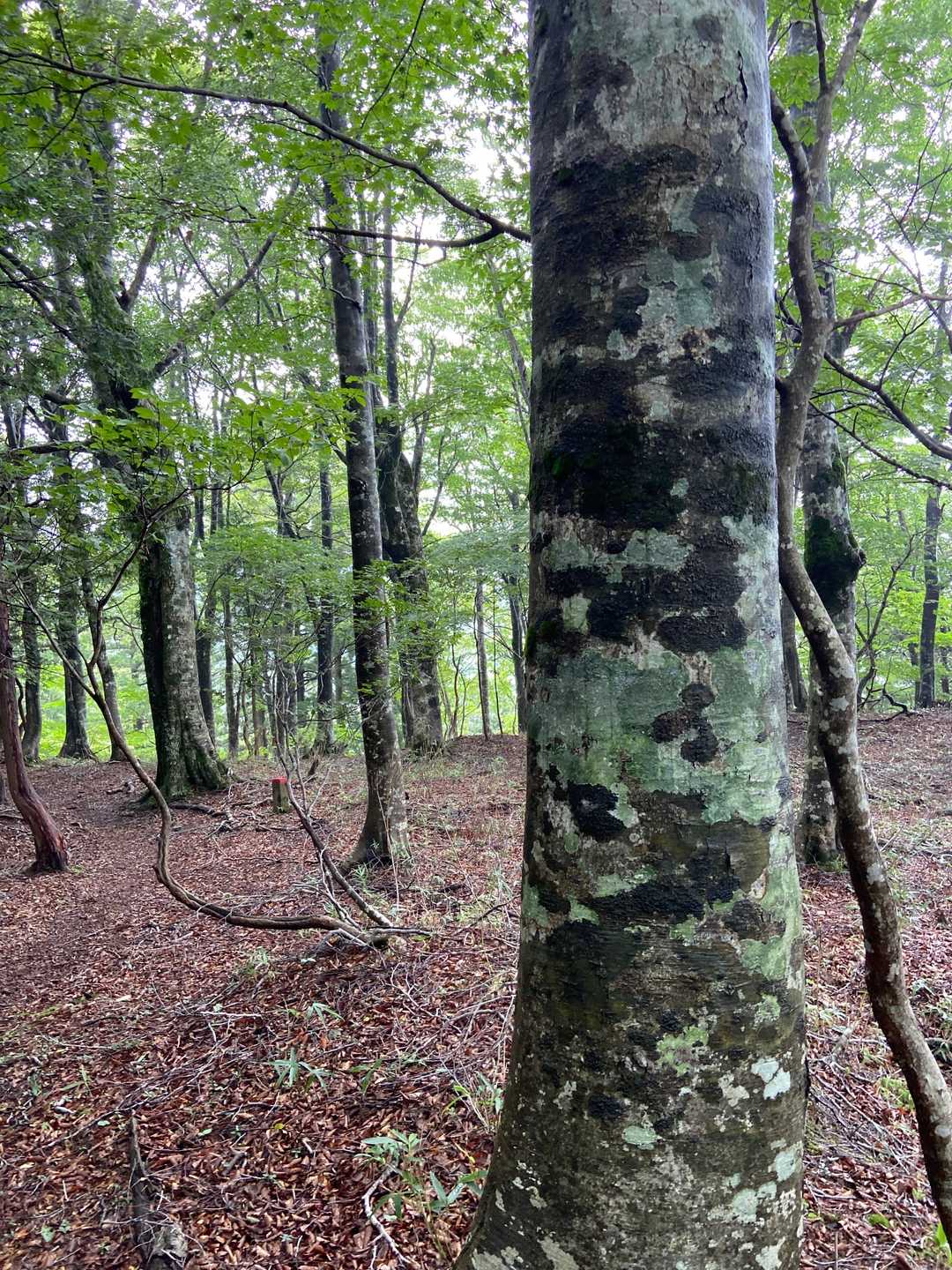 水をいっぱい含んだブナ達🍂