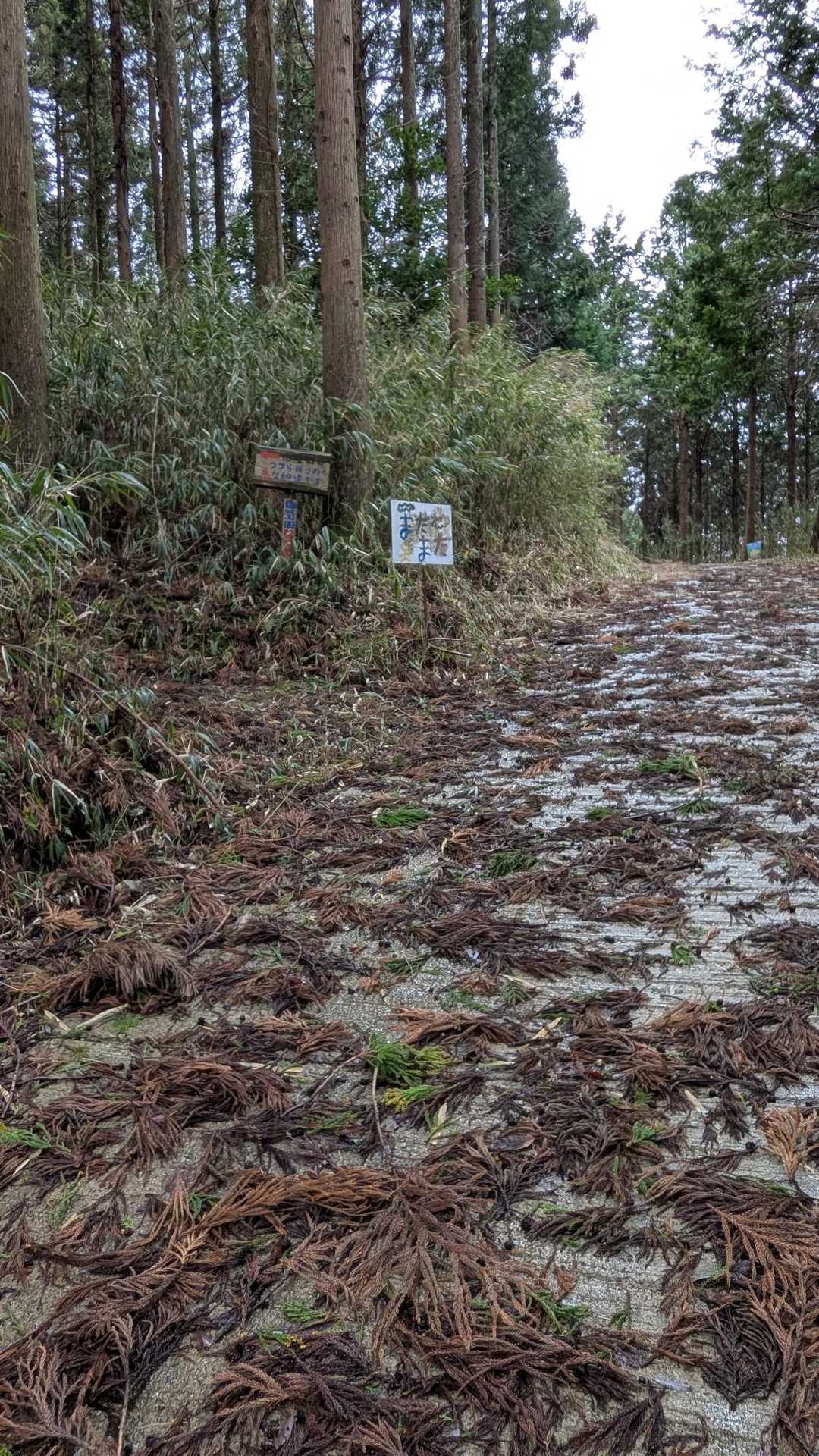 林道を進む事6分。分岐あります