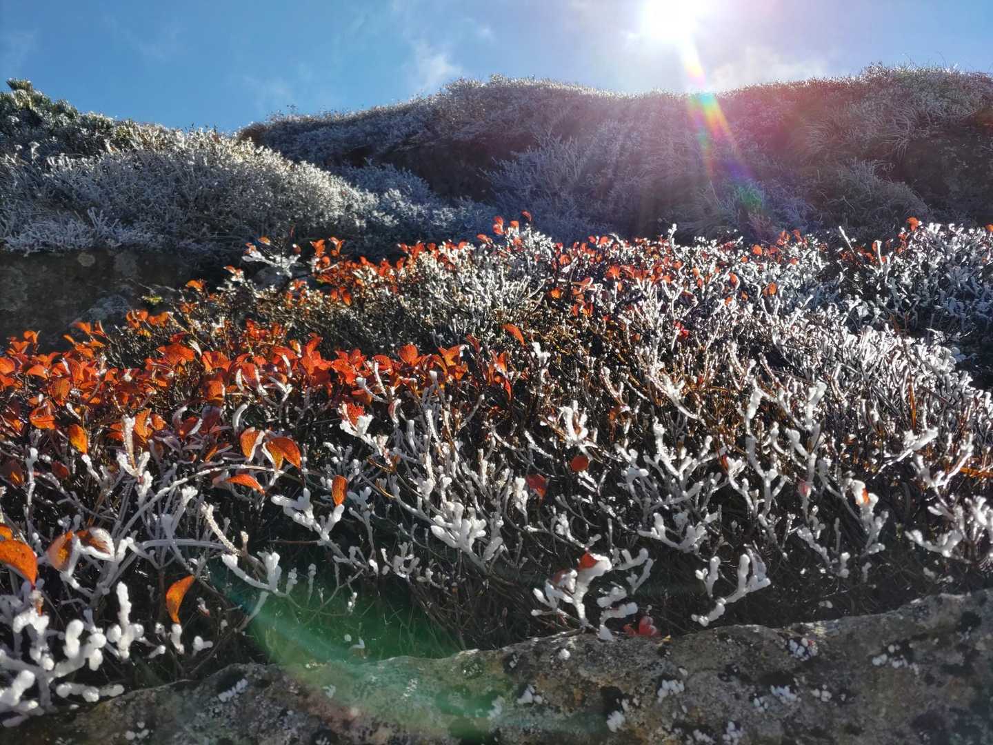 紅葉と樹氷と太陽