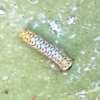 もっとズームすると柄模様がよくわかります
帯締めにしたいような柄です