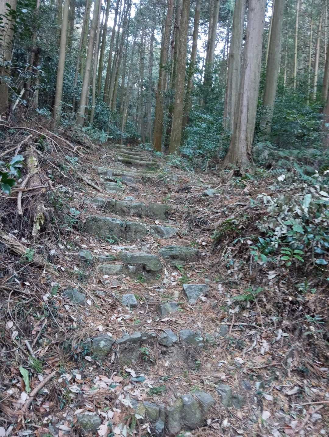階段の登山道です。