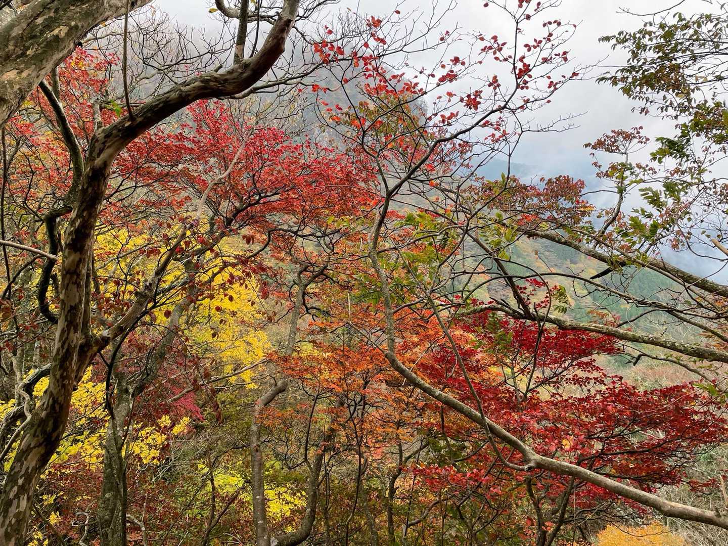 鷹巣山登山口-三ノ岳 周回コースの写真