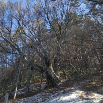 少し雪　600年の欅　うろ　には　神様が祀られていたが　今は　下に降ろして祀られている