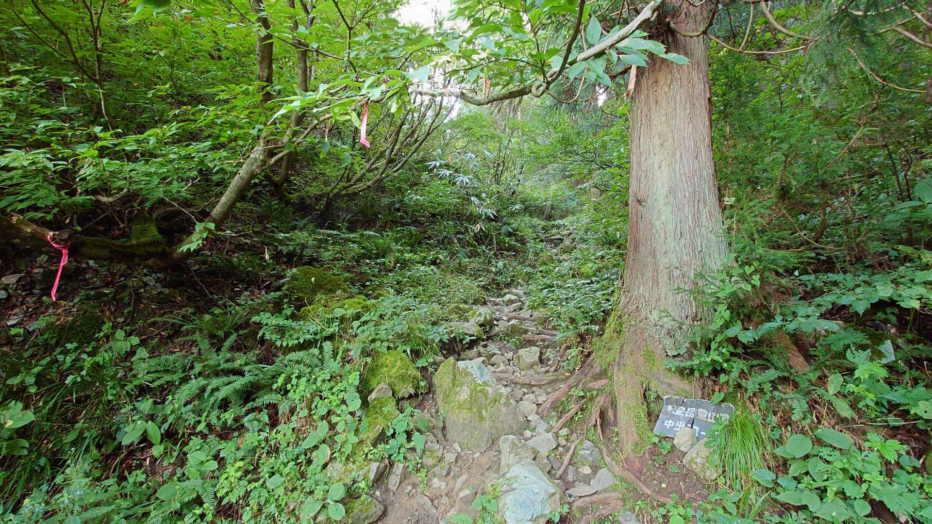 ここまでは緩やかですが登りの連続です