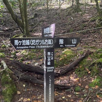 指山分岐