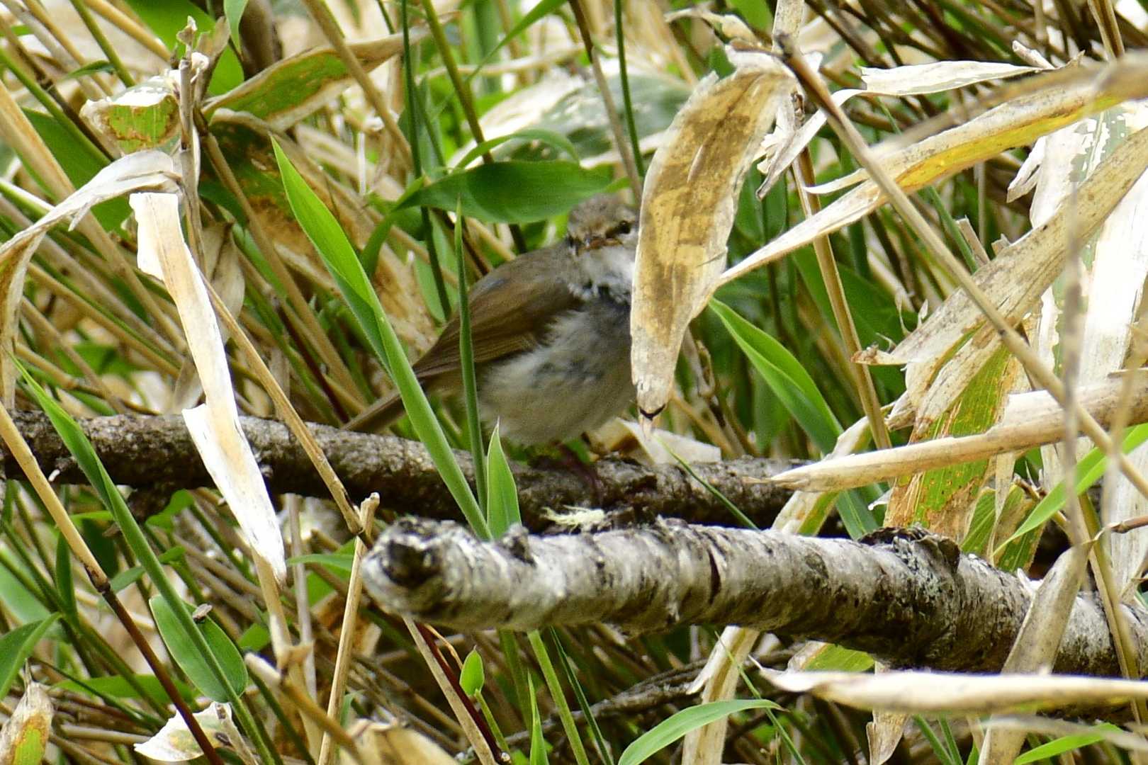 本日の1日1鳥はウグイス。手前の葉にが邪魔でピントがあいません。これが限界
