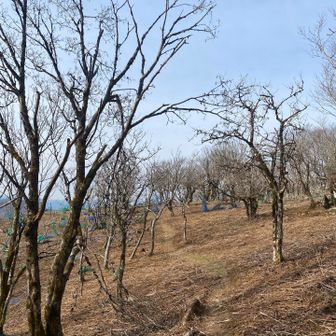 山頂には福寿草咲いてなかったので反対方向へ