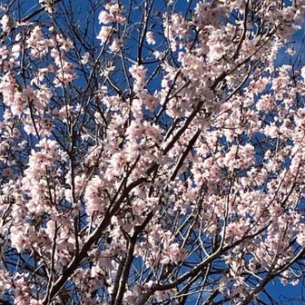 今日はイイ日になりました🌸
