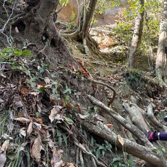 ココを登って〜