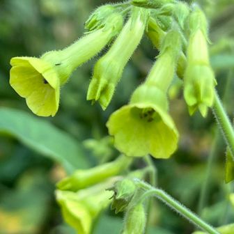 ニコチアナ（花煙草）
