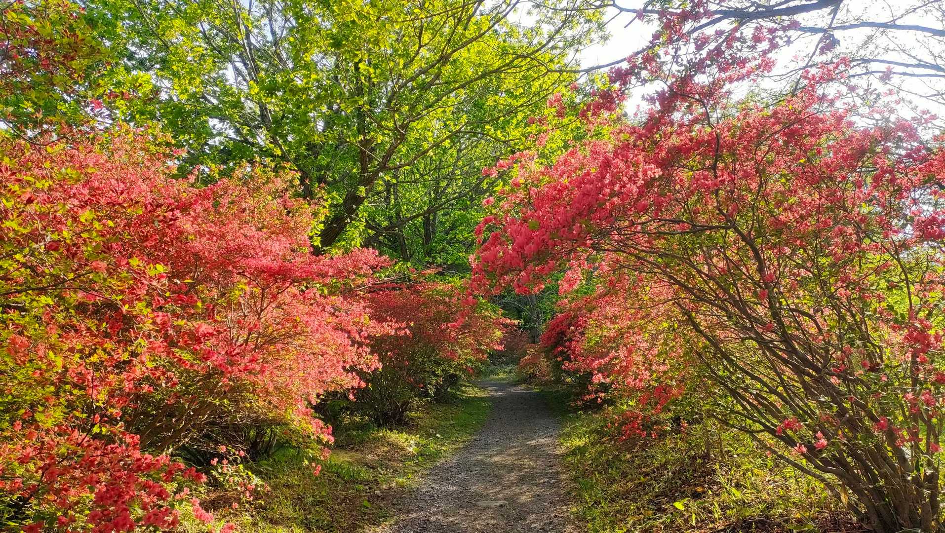 気仙沼側登山口-徳仙丈山 往復コースの写真