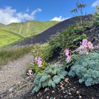 高山植物の女王と呼ばれるコマクサ（駒草）

国内でも観察できる山は20座ほどだそうです