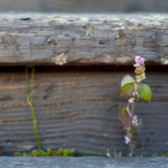 唯一見つけた花🌸
