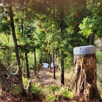 子ノ権現の境内に入ると、道の右下に大きな白い手が見えました。