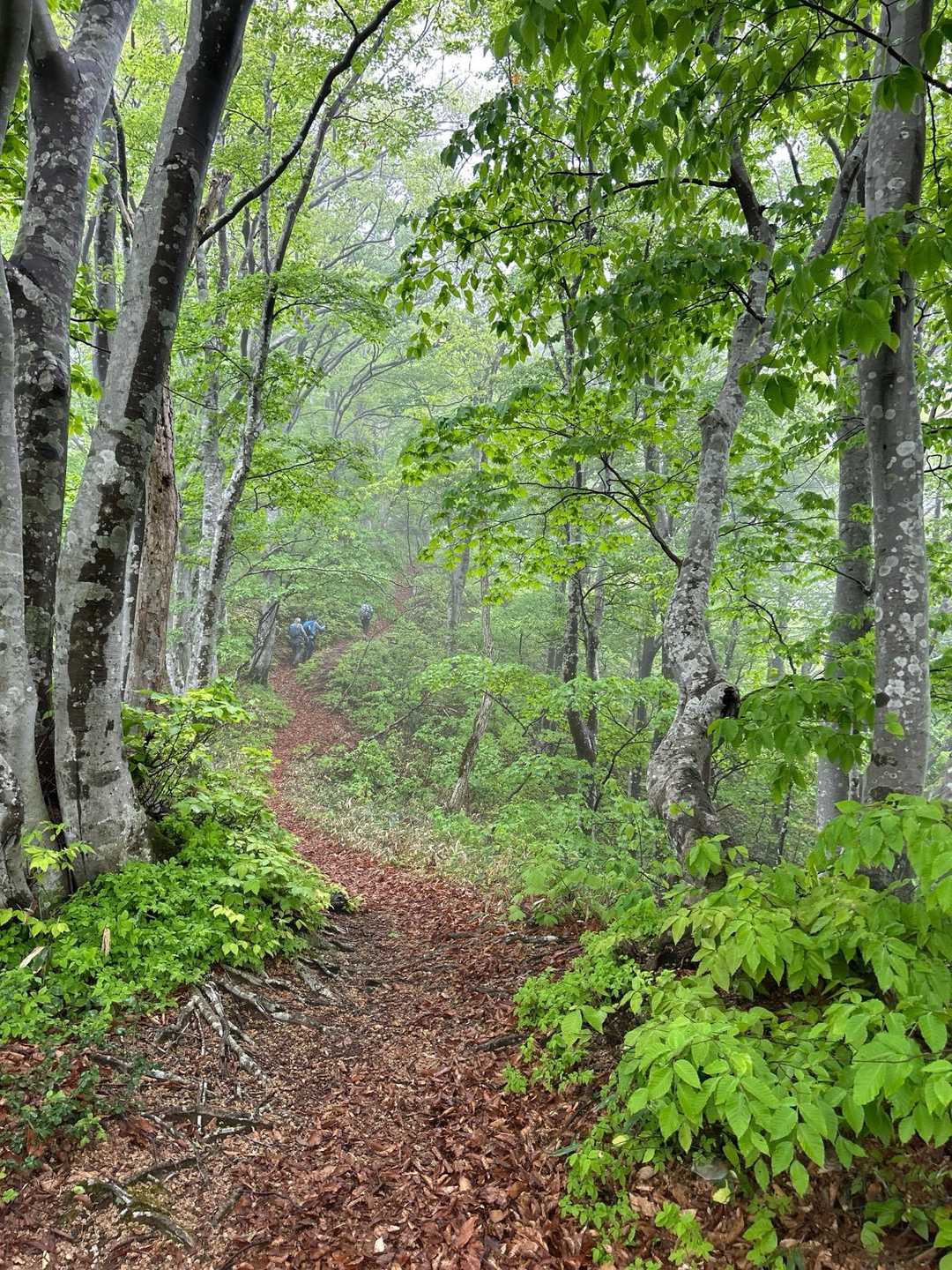 関沢森林公園登山口-櫛形山登山口-櫛形山-飯角山-羽黒山- 縦走コースの写真