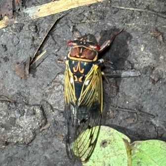 エゾセミ…なかなか芸術的な模様
目が赤くて、ちと怖い感😨