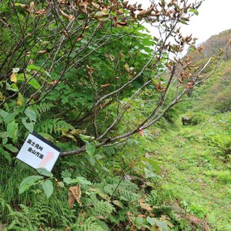 泊岩分岐まで戻ってきた

この後3人組に会う
月末に茂倉尾根の縦走を予定しているが、コース途中に水場がないので泊岩の小屋に水を置きに来たそうです
3人中2人は後期高齢者の方
以前からの夢を叶えたいそうです
素敵だな☺️