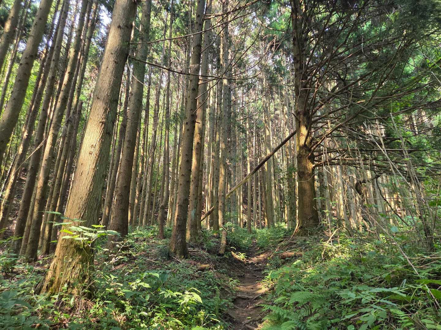 山の中は案外涼しい！
虫もそんなにいないし、風も心地よい😊