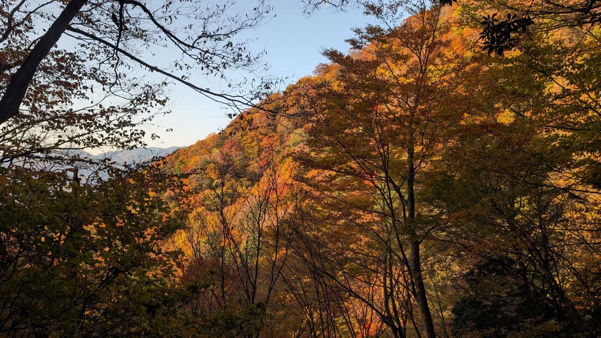紅葉が鮮やか！！