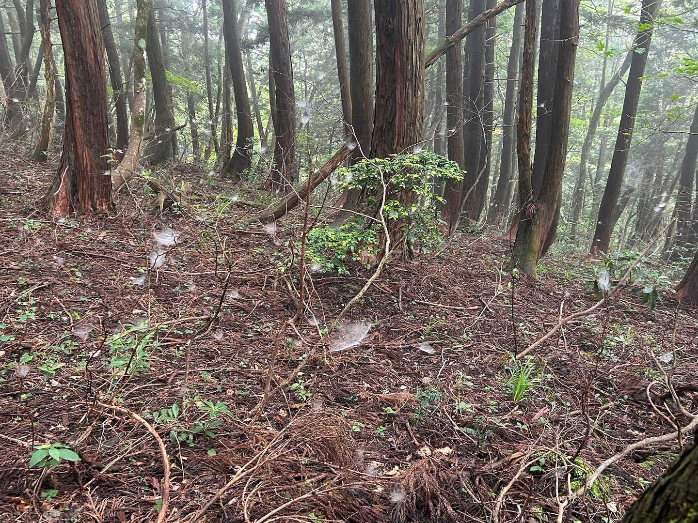 遠くから見たらこの白いのが何の綿毛かなぁ〜と思って近づいたら全部、蜘蛛の巣🕸️でした🤭