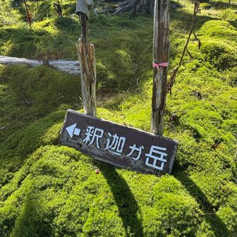 もふもふの苔