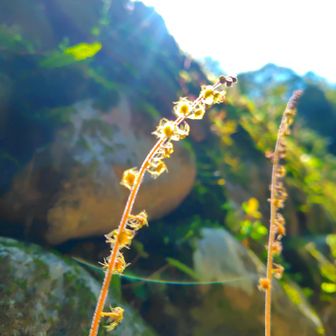 チャルメルソウ