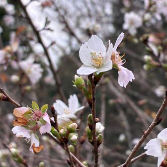 さくら🌸🌸！小彼岸桜かな？