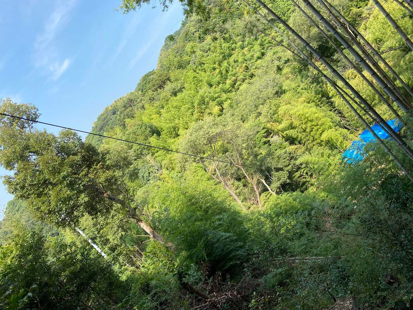 ここに、ちょっとした展望台が。
大人の秘密基地を途中で挫折した的な（個人の感想です）。
この先、道の痕跡らしきものはありましたが、今日はロードの装備なのでやめておきます。
虻蚊メマトイもまだまだ多めだよ〜
