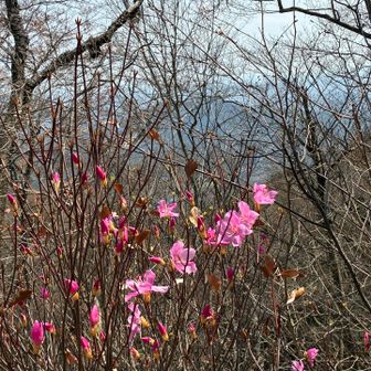 アカヤシオ
きれいに咲いていた