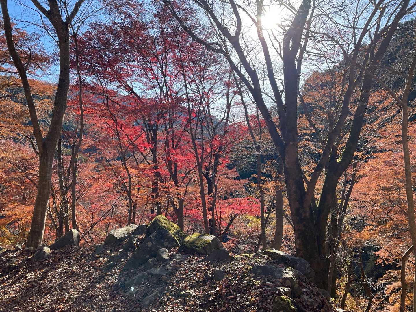 大倉バス停-後沢乗越-鍋割山-小丸 往復コースの写真