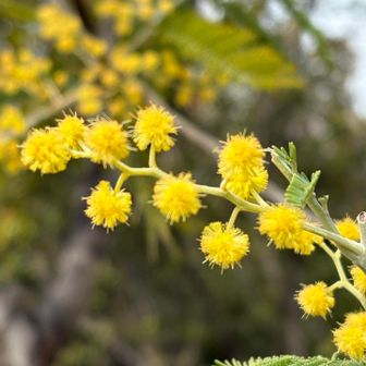 「ポートレートで撮ると良いですよ」と、後輩に教わりました。
きれいじゃ。
ありがとう。