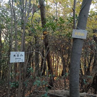 大日山、巻くつもりやったけどコース間違って登ってしまった