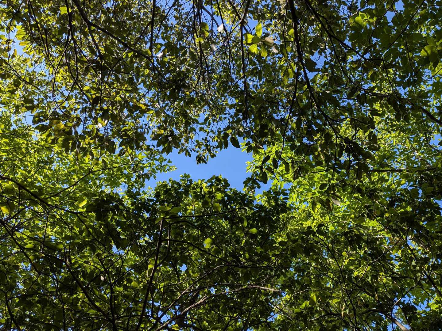 山頂からは眺めは無いけど癒されます😊