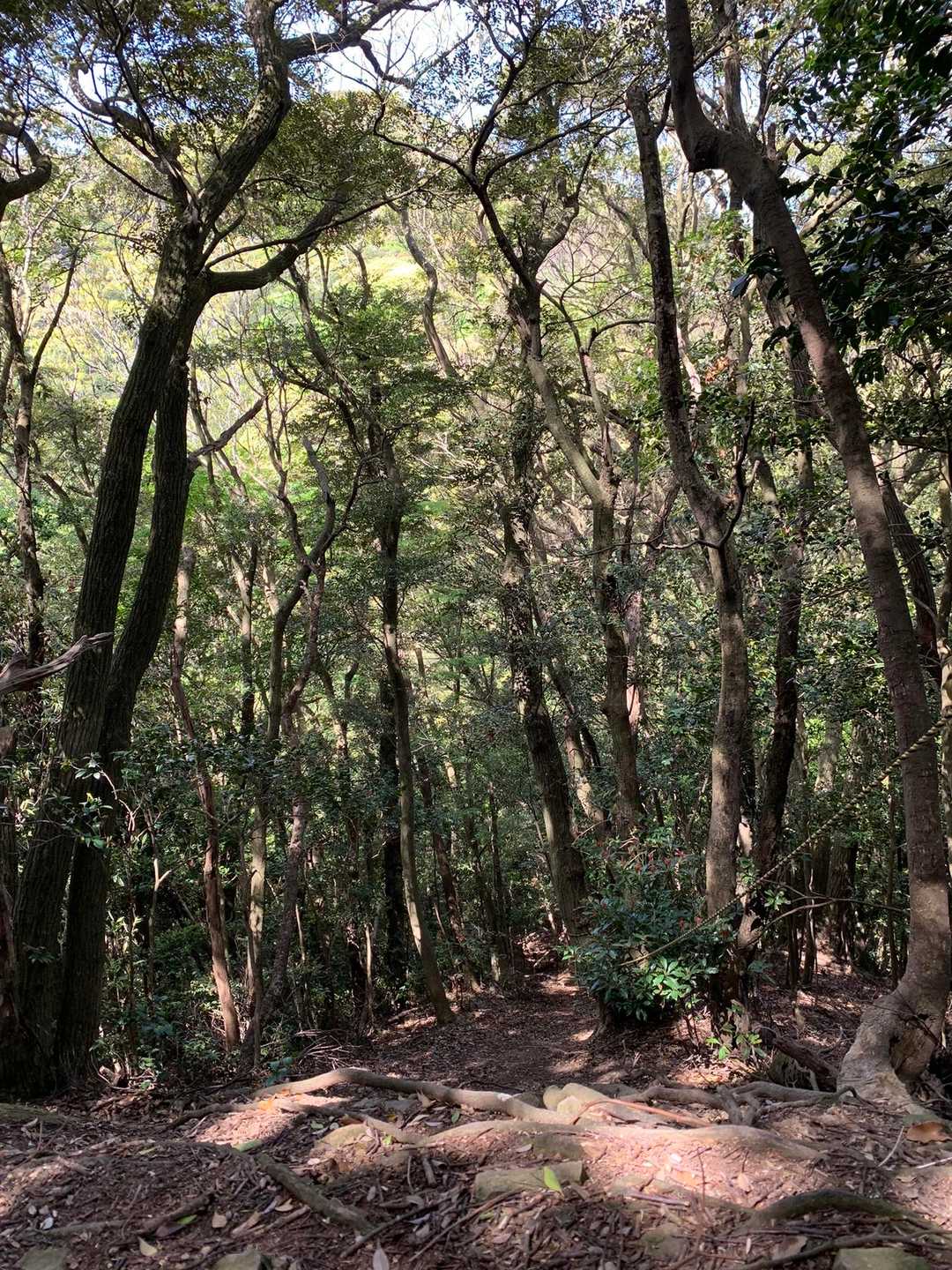 向こうに孔大寺山は見えてるのに
ロープを掴みながらの劇下り…😆
