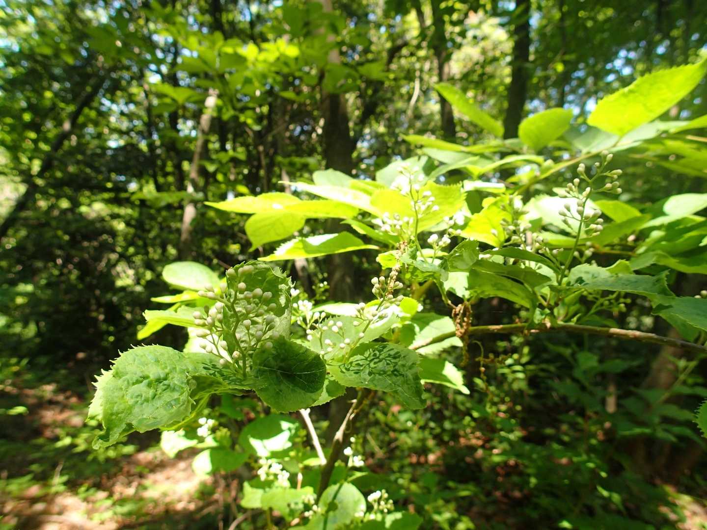サワフタギの蕾が
いっぱいです
沢を塞ぐように茂る