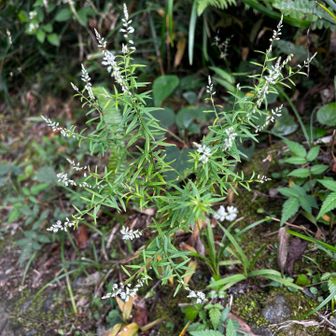 コバナヒメハギ？